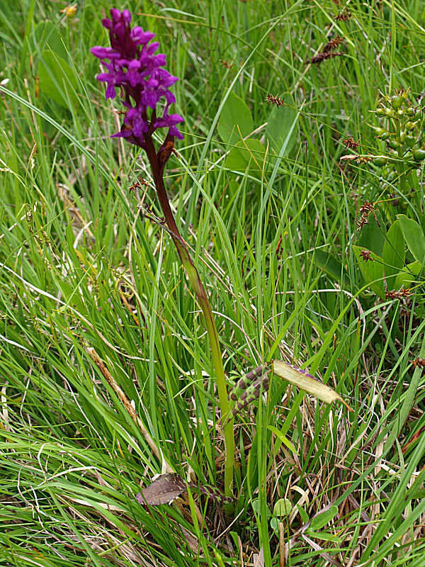 Chiedo ancora aiutooooo (Dactylorhiza incarnata/lapponica?)